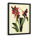 Royal Botanical Estudio I - B Cotton | Cuadro decorativo de Canvas Lab