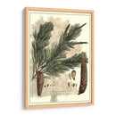 Antiguo Weymouth Pino - John Miller | Cuadro decorativo de Canvas Lab