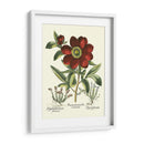 Rojo Besler Peonie I - Basilius Besler | Cuadro decorativo de Canvas Lab