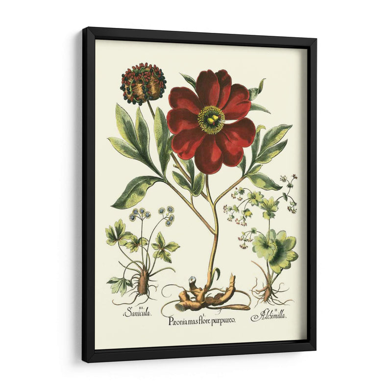 Rojo Besler Peonie II - Basilius Besler | Cuadro decorativo de Canvas Lab