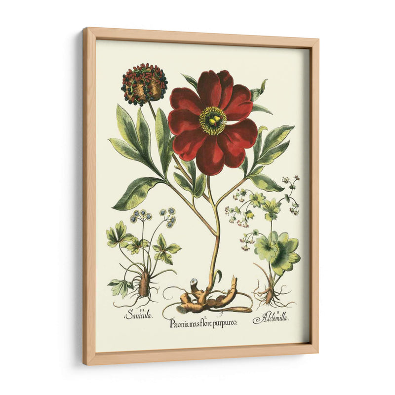 Rojo Besler Peonie II - Basilius Besler | Cuadro decorativo de Canvas Lab