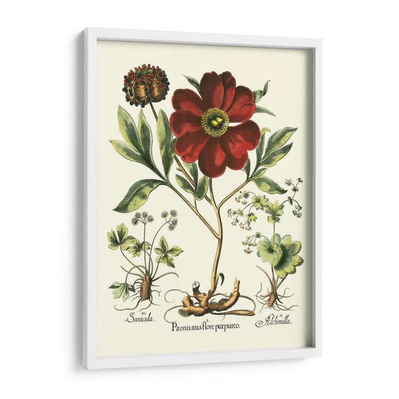 Rojo Besler Peonie II - Basilius Besler | Cuadro decorativo de Canvas Lab