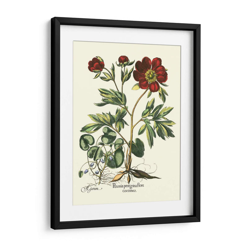 Red Besler Peonie III - Basilius Besler | Cuadro decorativo de Canvas Lab