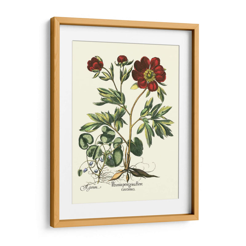 Red Besler Peonie III - Basilius Besler | Cuadro decorativo de Canvas Lab