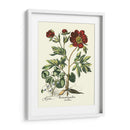 Red Besler Peonie III - Basilius Besler | Cuadro decorativo de Canvas Lab