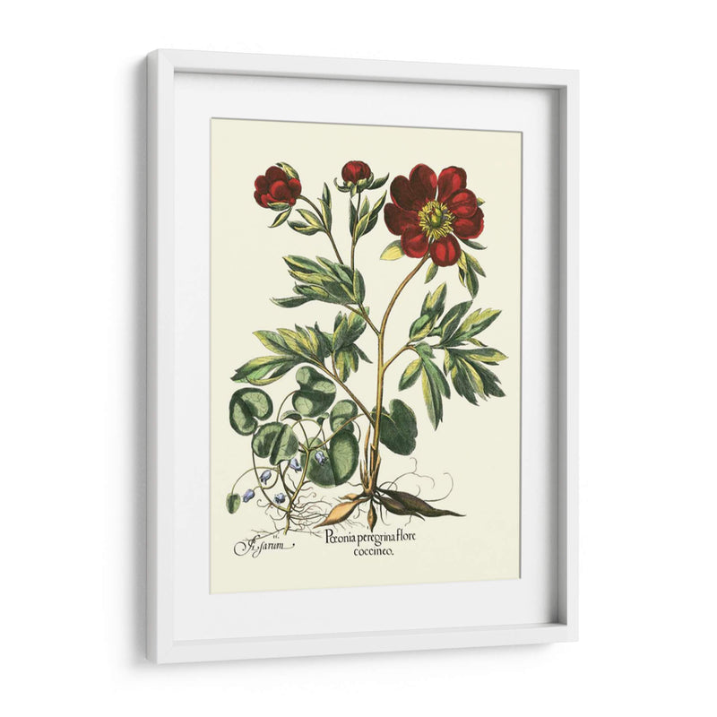 Red Besler Peonie III - Basilius Besler | Cuadro decorativo de Canvas Lab