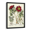 Red Besler Peonie IV - Basilius Besler | Cuadro decorativo de Canvas Lab