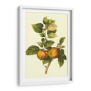 Bessa De Apple - Bessa | Cuadro decorativo de Canvas Lab