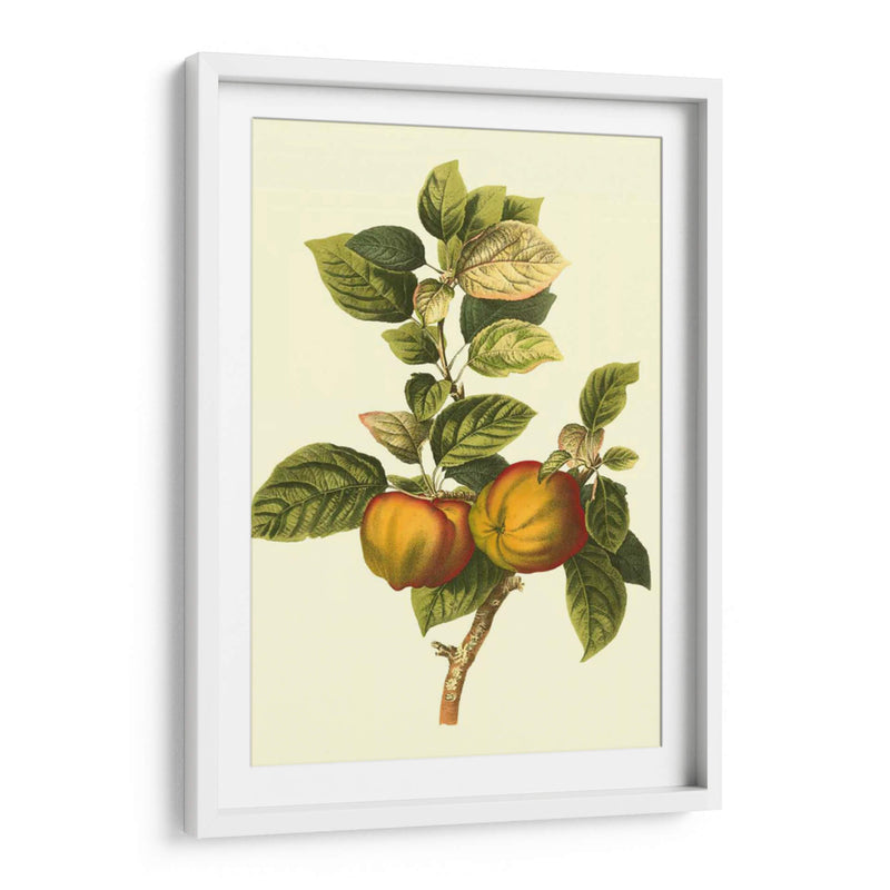 Bessa De Apple - Bessa | Cuadro decorativo de Canvas Lab