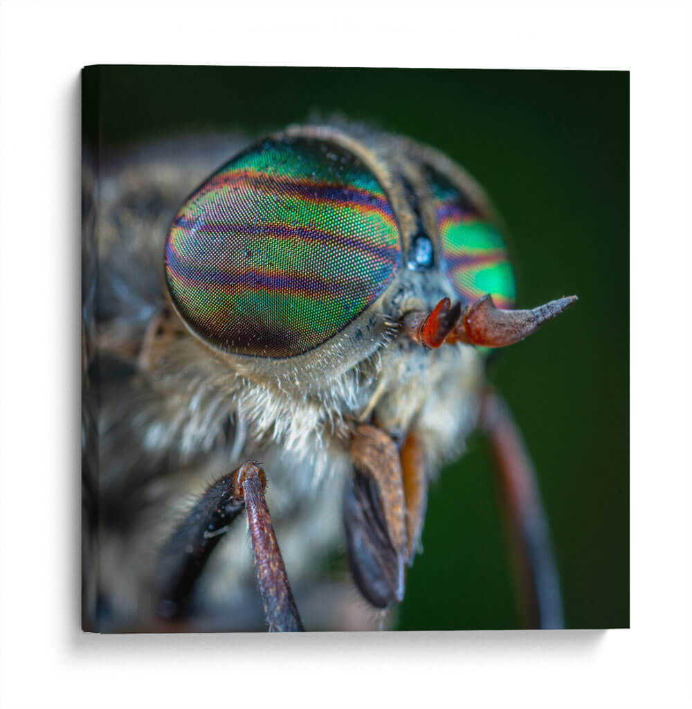 Los ojos de una mosca | Cuadro decorativo de Canvas Lab