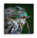 Los ojos de una mosca | Cuadro decorativo de Canvas Lab