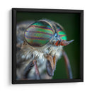 Los ojos de una mosca | Cuadro decorativo de Canvas Lab