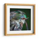 Los ojos de una mosca | Cuadro decorativo de Canvas Lab