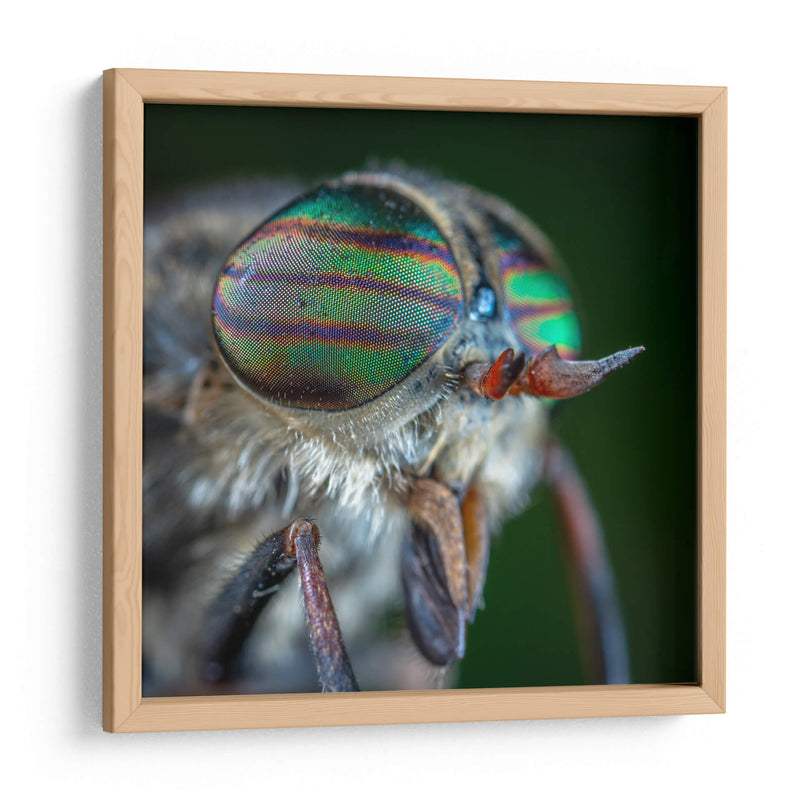 Los ojos de una mosca | Cuadro decorativo de Canvas Lab