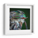 Los ojos de una mosca | Cuadro decorativo de Canvas Lab