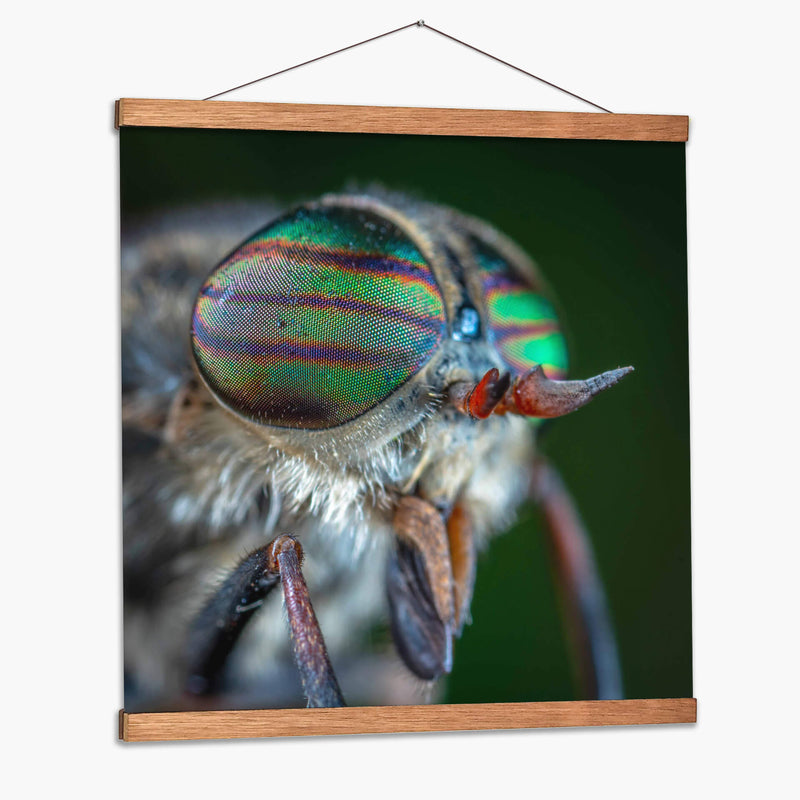 Los ojos de una mosca | Cuadro decorativo de Canvas Lab