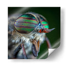 Los ojos de una mosca | Cuadro decorativo de Canvas Lab