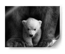 Los principios del oso polar | Cuadro decorativo de Canvas Lab