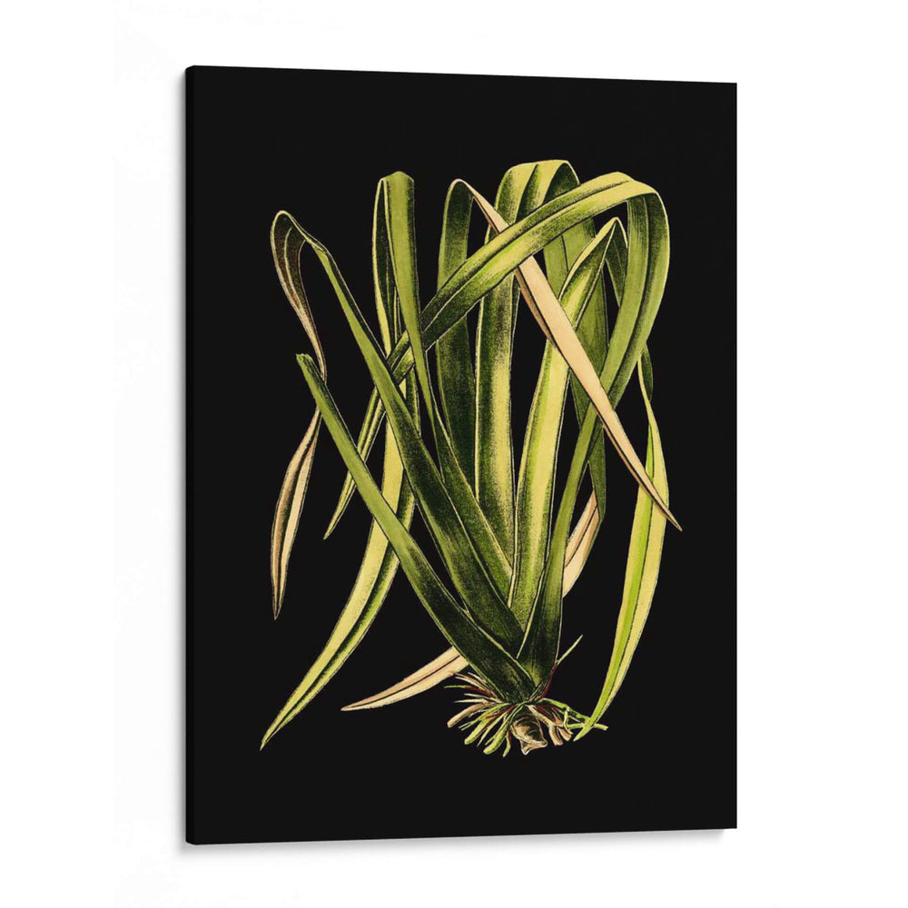 Hojas Verdes En El IV Negro - Vision Studio | Cuadro decorativo de Canvas Lab