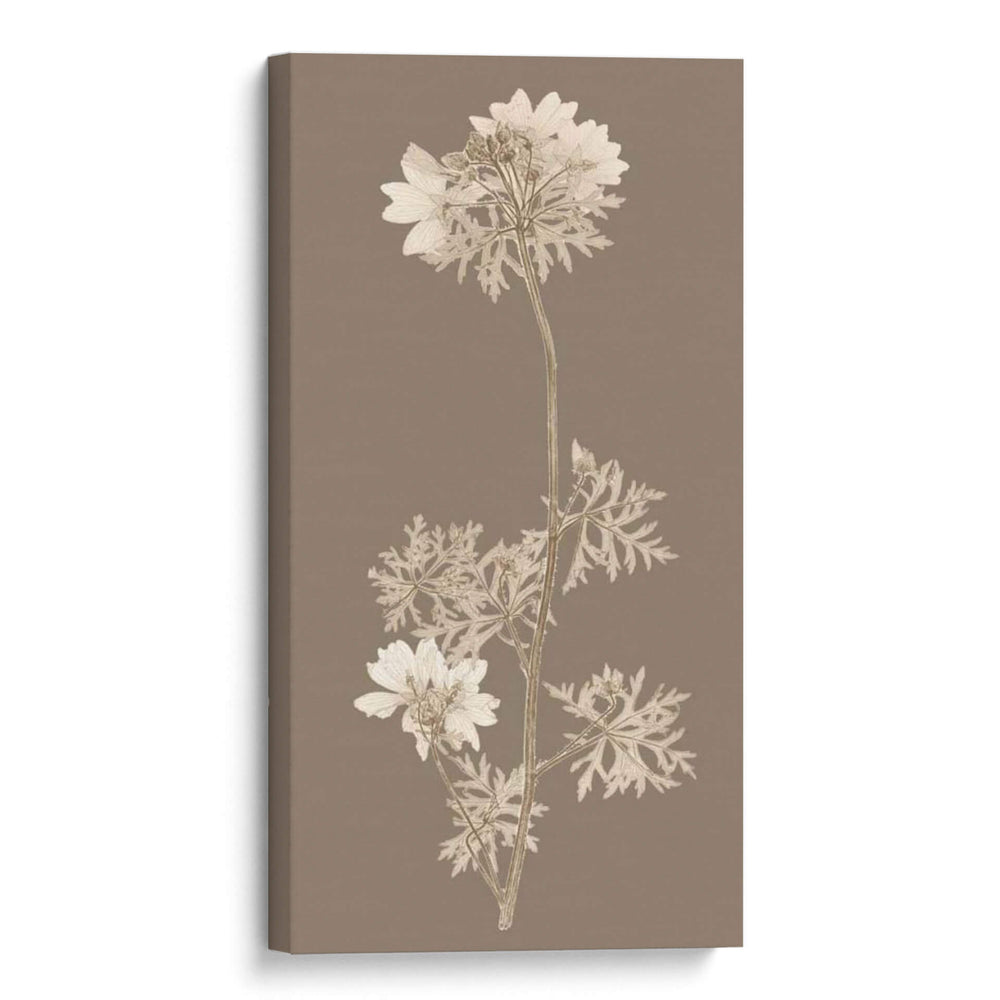 Taupe Estudio De La Naturaleza II - Vision Studio | Cuadro decorativo de Canvas Lab