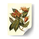 Me Magnífico Follaje - Vision Studio | Cuadro decorativo de Canvas Lab