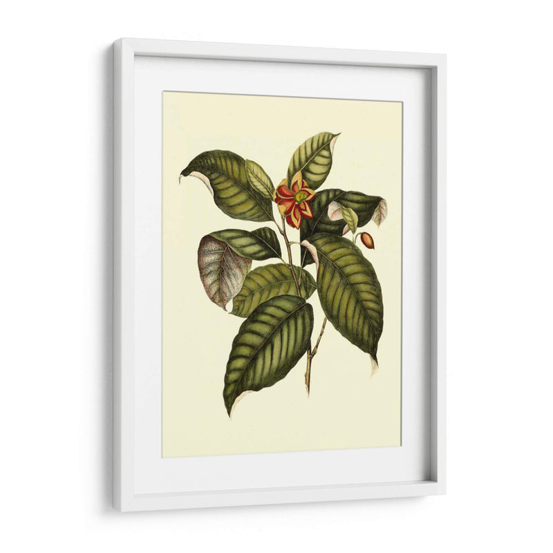 Magnificent Foliage IV - Vision Studio | Cuadro decorativo de Canvas Lab