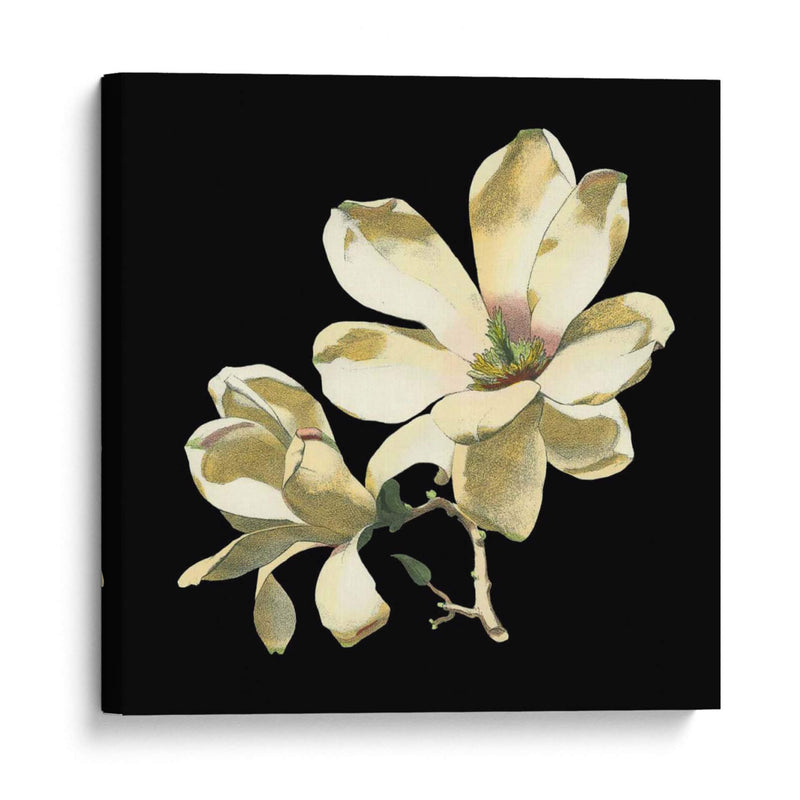 Medianoche Magnolias I - Chabal Dussurgey | Cuadro decorativo de Canvas Lab