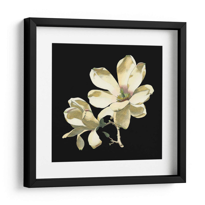 Medianoche Magnolias I - Chabal Dussurgey | Cuadro decorativo de Canvas Lab