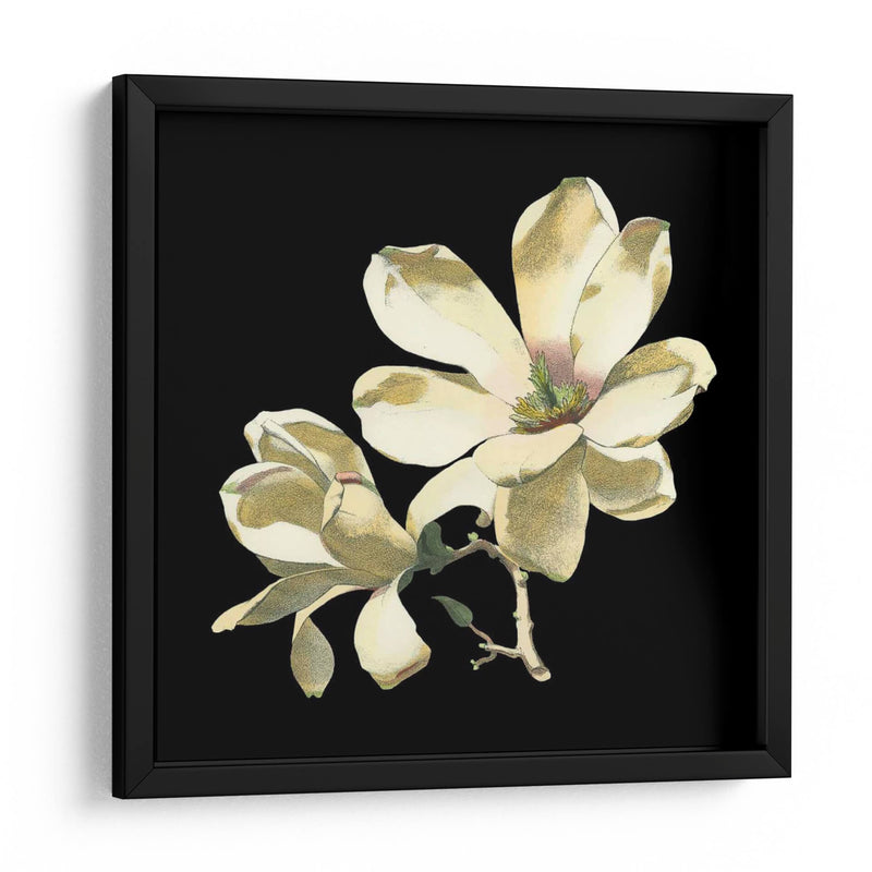 Medianoche Magnolias I - Chabal Dussurgey | Cuadro decorativo de Canvas Lab