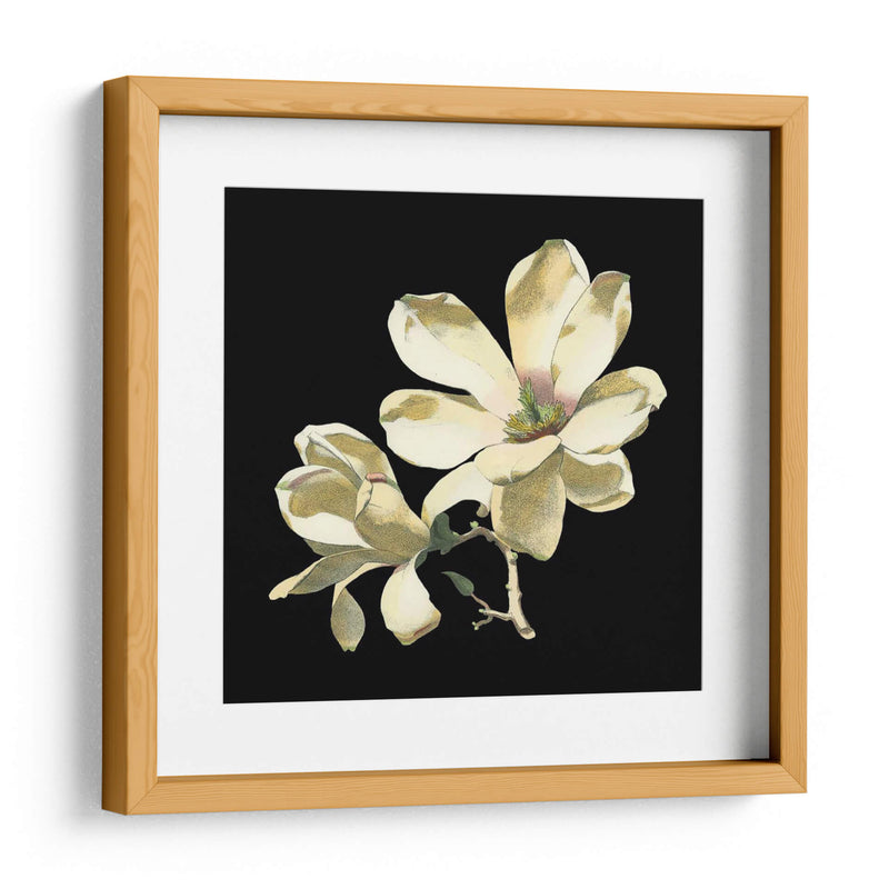 Medianoche Magnolias I - Chabal Dussurgey | Cuadro decorativo de Canvas Lab