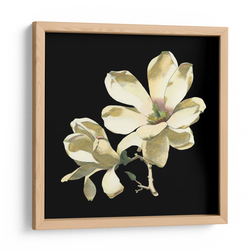 Medianoche Magnolias I - Chabal Dussurgey | Cuadro decorativo de Canvas Lab