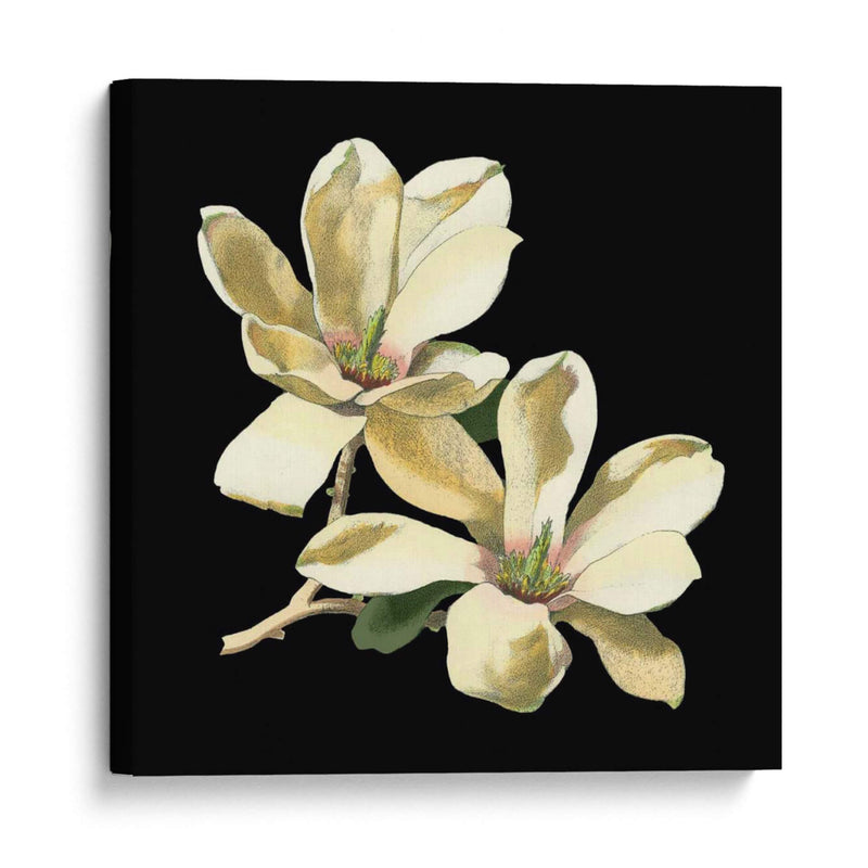 Medianoche Magnolias II - Chabal Dussurgey | Cuadro decorativo de Canvas Lab