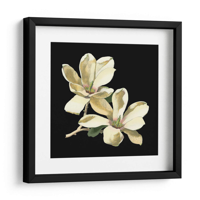 Medianoche Magnolias II - Chabal Dussurgey | Cuadro decorativo de Canvas Lab