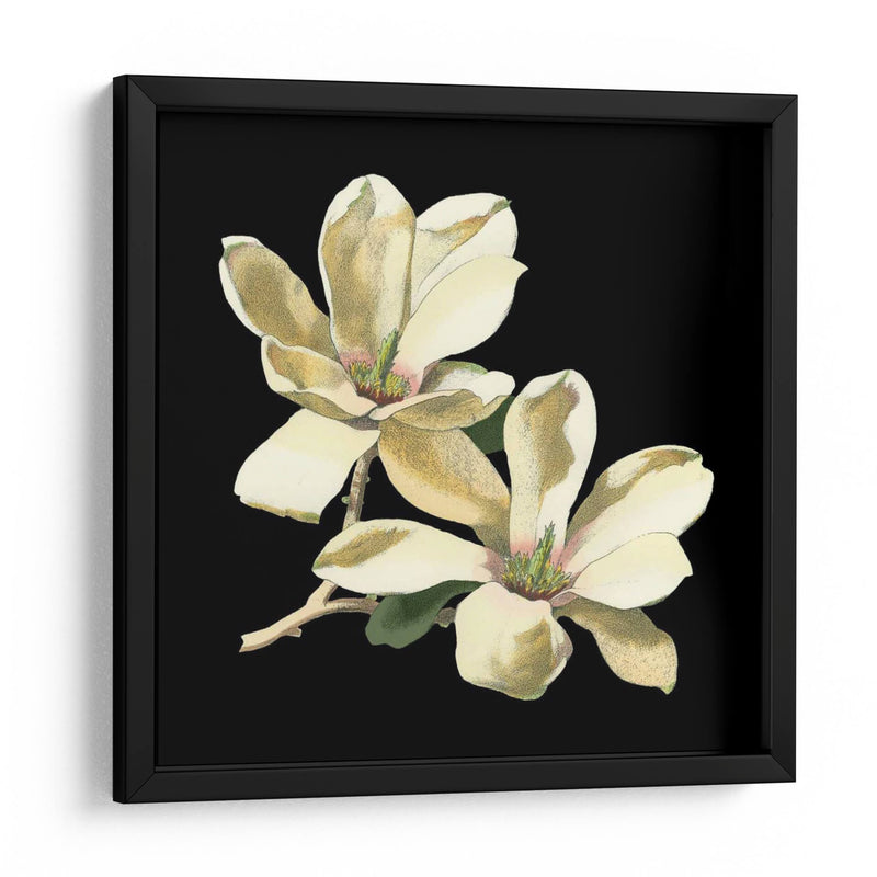 Medianoche Magnolias II - Chabal Dussurgey | Cuadro decorativo de Canvas Lab