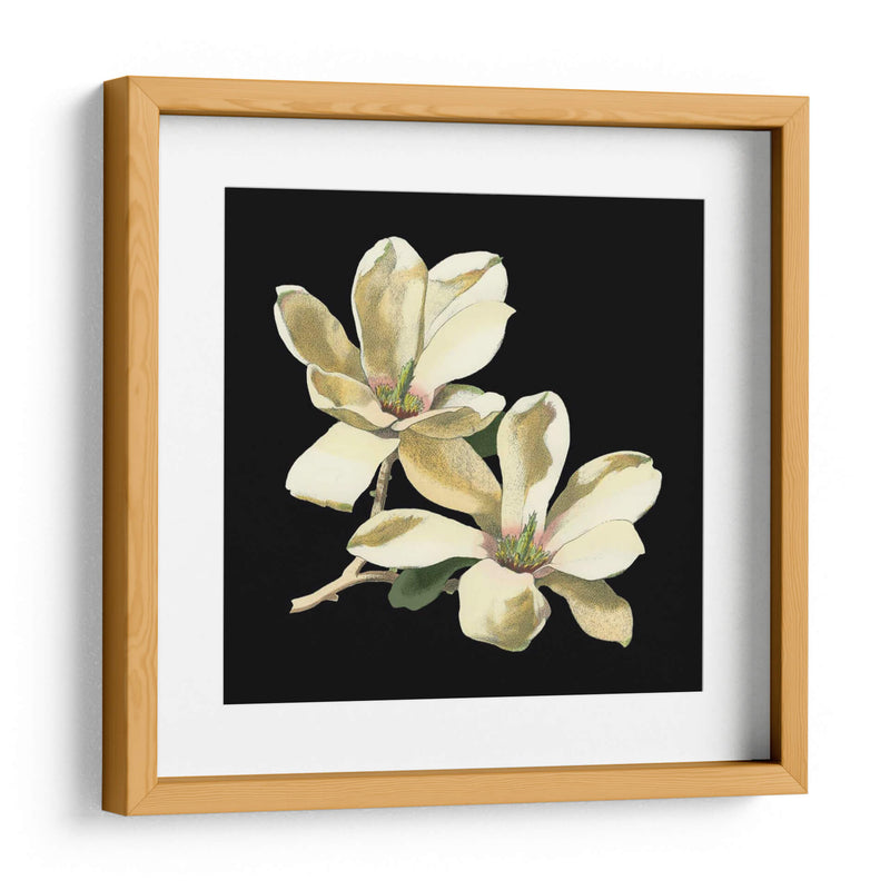 Medianoche Magnolias II - Chabal Dussurgey | Cuadro decorativo de Canvas Lab