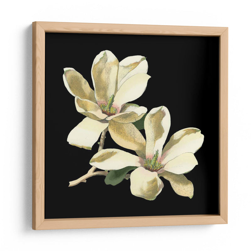 Medianoche Magnolias II - Chabal Dussurgey | Cuadro decorativo de Canvas Lab