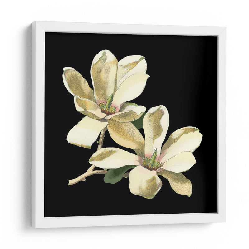 Medianoche Magnolias II - Chabal Dussurgey | Cuadro decorativo de Canvas Lab