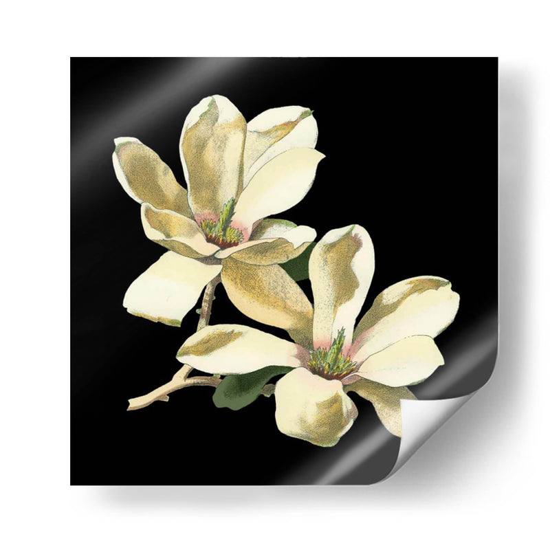 Medianoche Magnolias II - Chabal Dussurgey | Cuadro decorativo de Canvas Lab