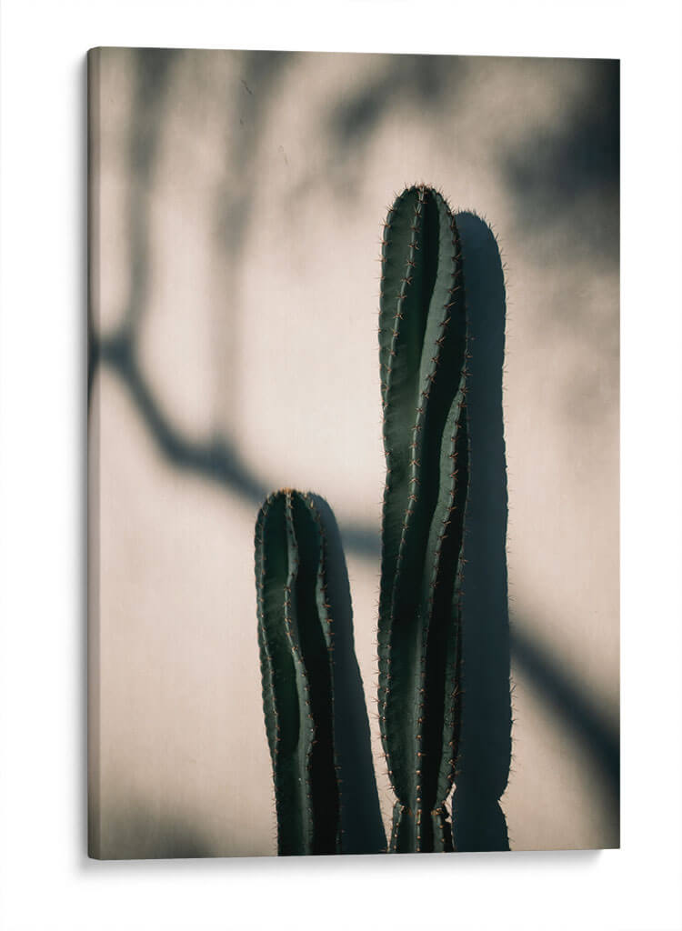 Luz y sombra de cactus | Cuadro decorativo de Canvas Lab