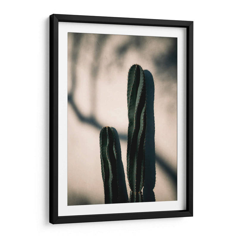 Luz y sombra de cactus | Cuadro decorativo de Canvas Lab