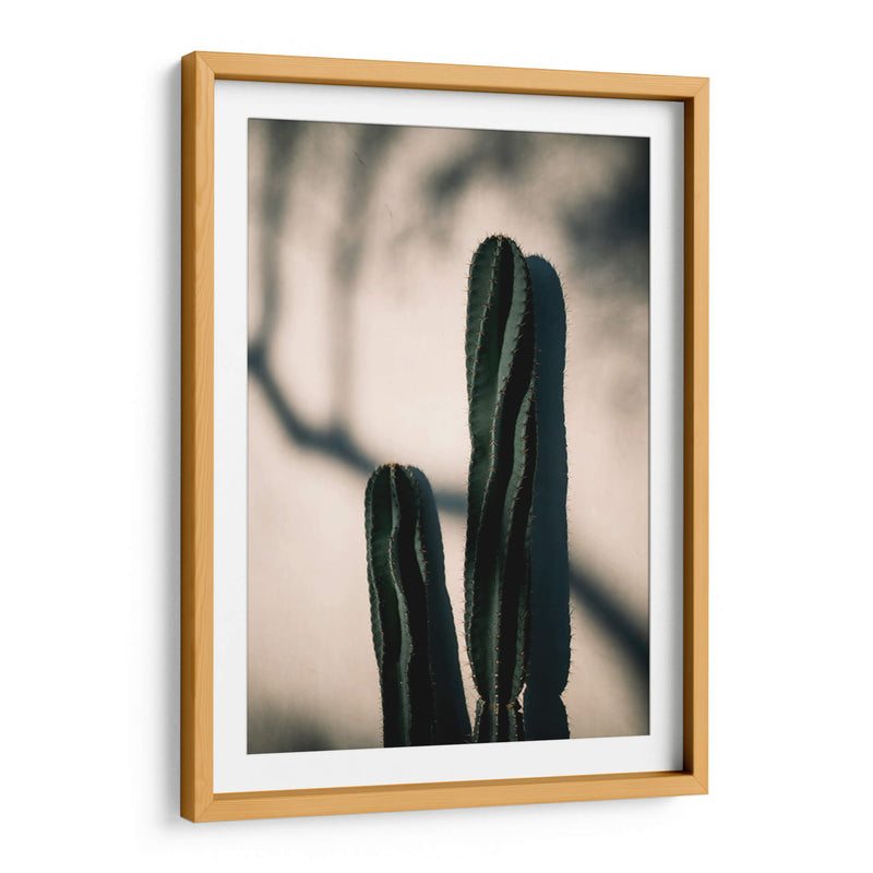 Luz y sombra de cactus | Cuadro decorativo de Canvas Lab