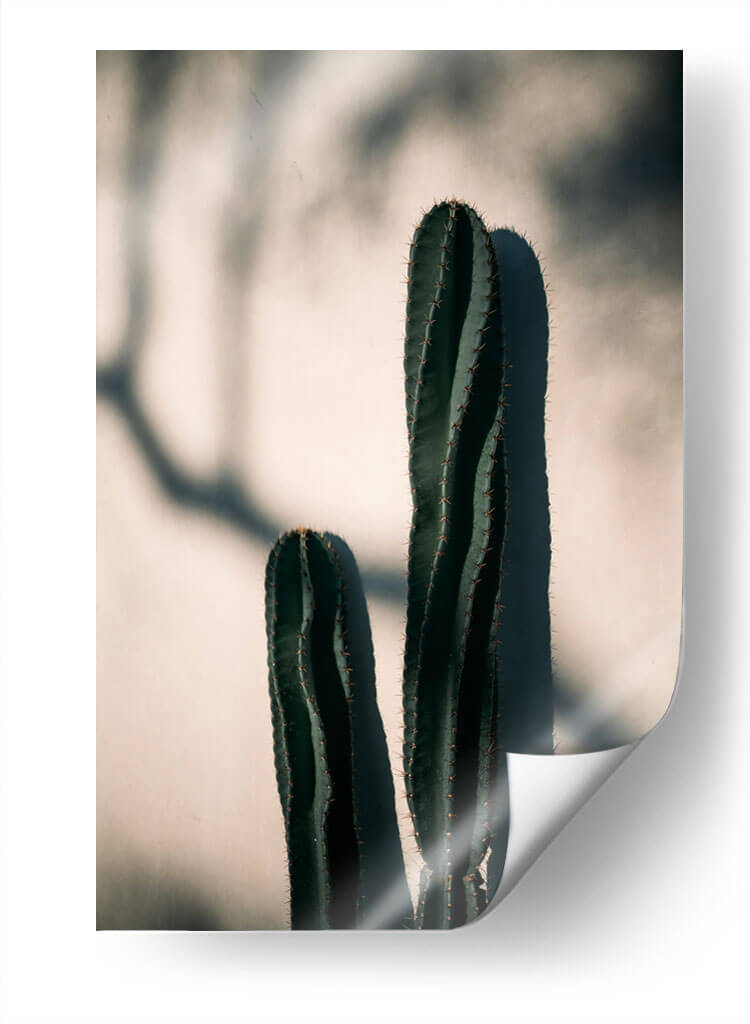 Luz y sombra de cactus | Cuadro decorativo de Canvas Lab