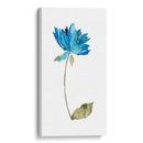 Floral De La Acuarela VI - Kiana Mosley | Cuadro decorativo de Canvas Lab