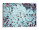 Meditación de magnolias | Cuadro decorativo de Canvas Lab