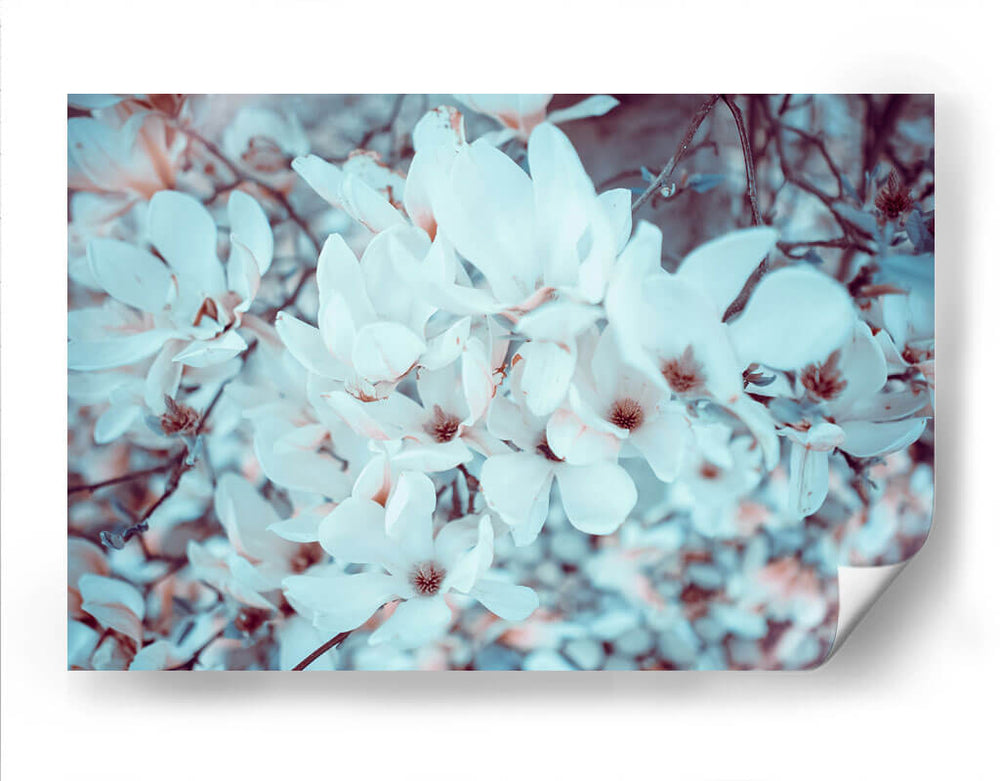 Meditación de magnolias | Cuadro decorativo de Canvas Lab