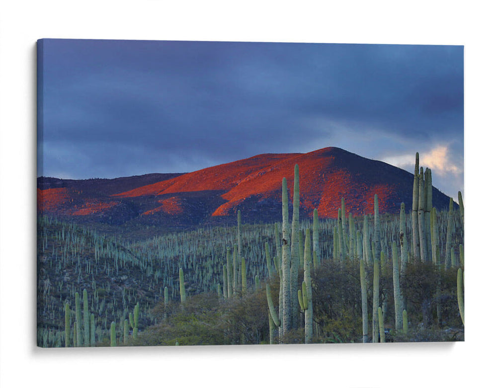 Monte de cactus | Cuadro decorativo de Canvas Lab
