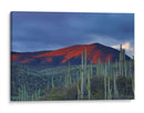 Monte de cactus | Cuadro decorativo de Canvas Lab