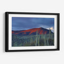 Monte de cactus | Cuadro decorativo de Canvas Lab