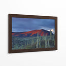 Monte de cactus | Cuadro decorativo de Canvas Lab