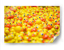 Montón de patitos | Cuadro decorativo de Canvas Lab